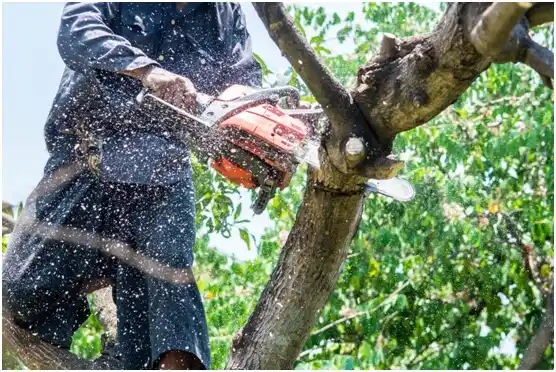 tree services La Porte